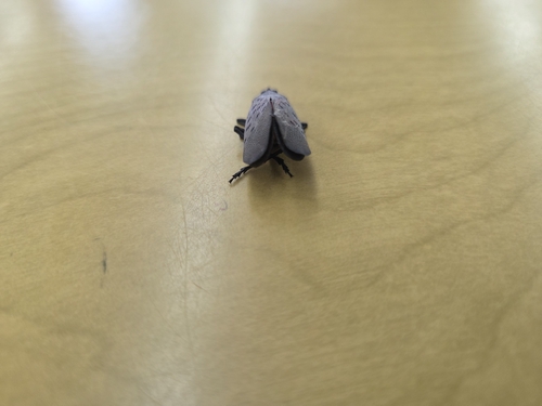 Spotted Lanternfly