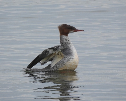 Common Merganser