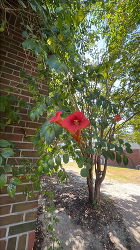 American trumpet vine