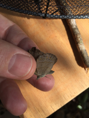 Nhambikuara cerradensis