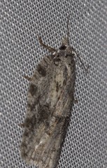 Acleris maximana