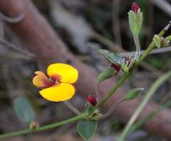 Bossiaea prostrata
