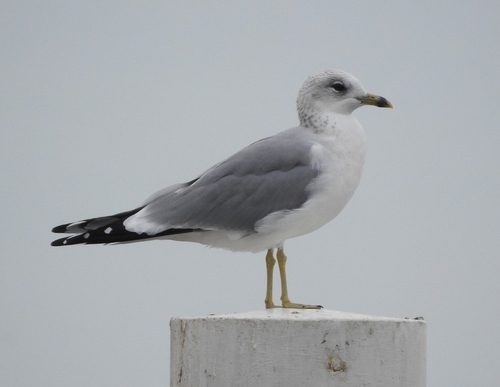 Common Gull