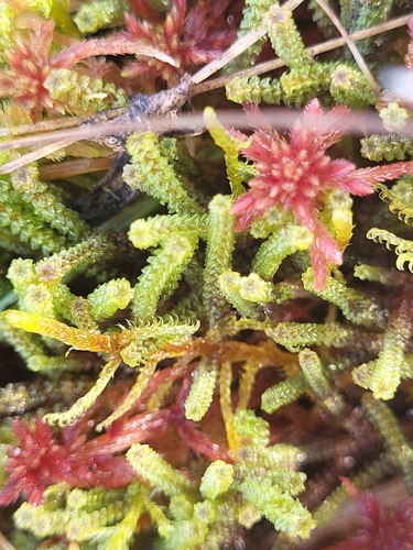 Paludella squarrosa, 2026-09-30