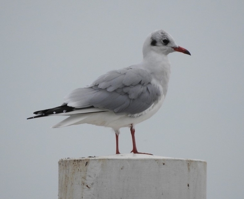 Black-headed Gull