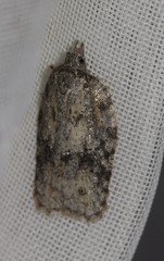 Acleris maximana