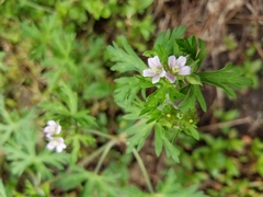 Geranium bicknellii