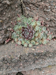 Sempervivum arachnoideum