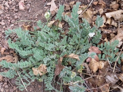 Astragalus parryi