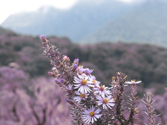 Diplostephium hartwegii