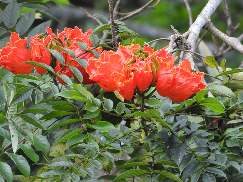 African tulip tree