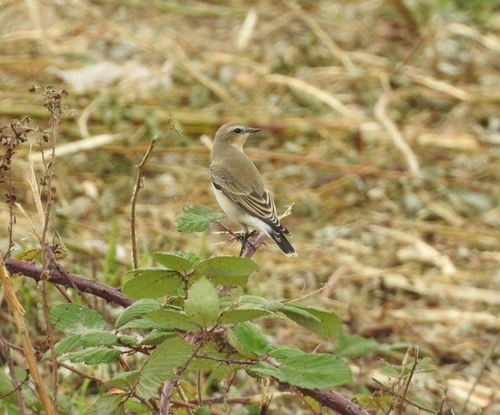 Northern Wheatear