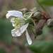 Rubus vestitus - Photo (c) Lorraine Phelan, algunos derechos reservados (CC BY), uploaded by Lorraine Phelan