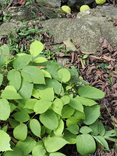Aralia cordata observed 2026-09-30