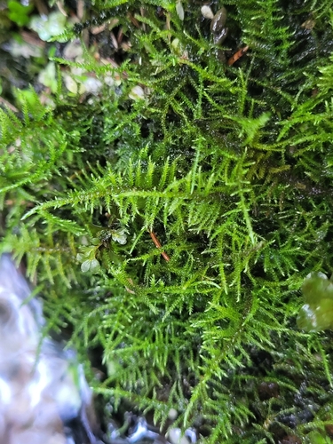 Cratoneuron filicinum observed 2026-09-30