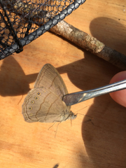 Nhambikuara cerradensis