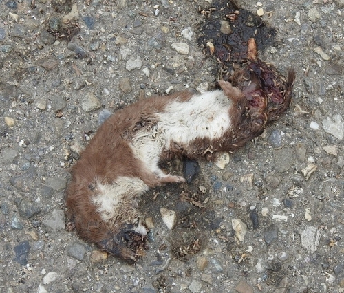 Least Weasel