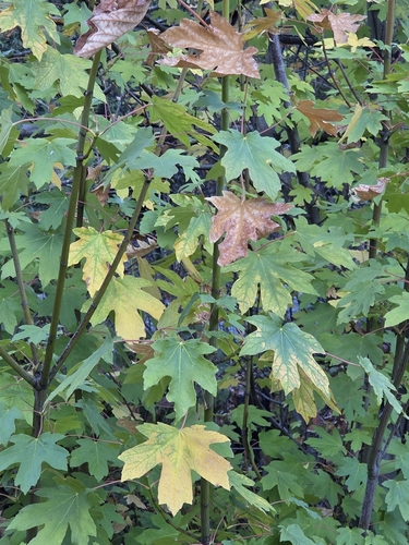 bigleaf maple