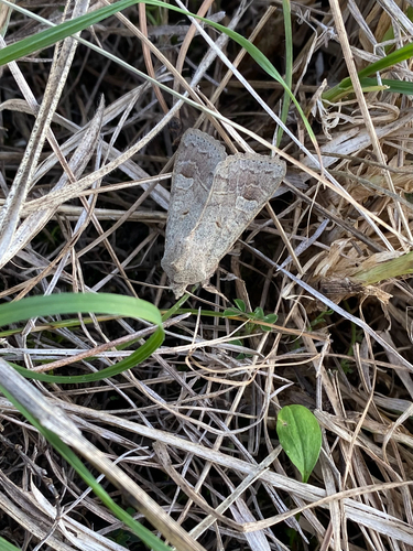 Ammoconia caecimacula