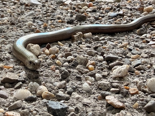 Common Slowworm