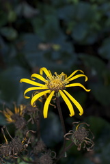 Ligularia