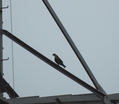 Peregrine Falcon