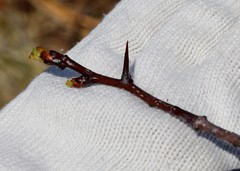 Crataegus chlorosarca