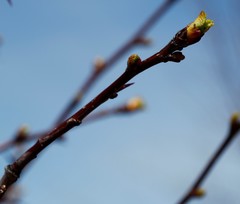 Crataegus chlorosarca