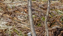 Crataegus chlorosarca