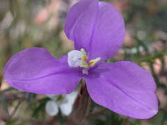 Patersonia occidentalis occidentalis
