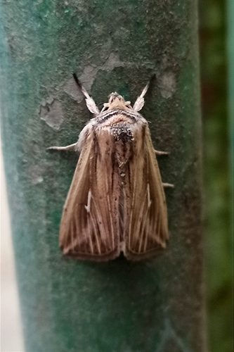 L-album Wainscot