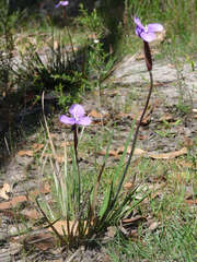 Patersonia occidentalis occidentalis