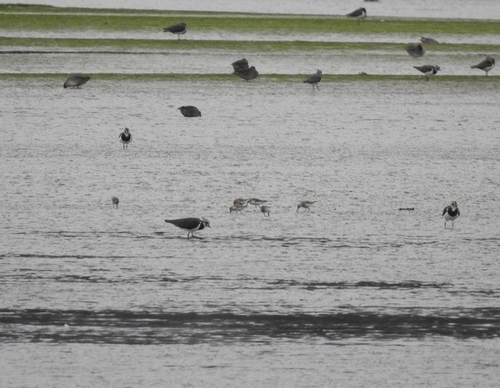 Dunlin