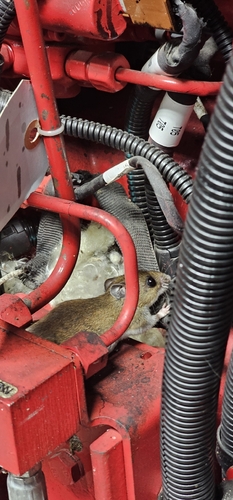 Eastern Deermouse