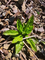 Picris japonica kamtschatica