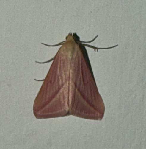 Vestal
