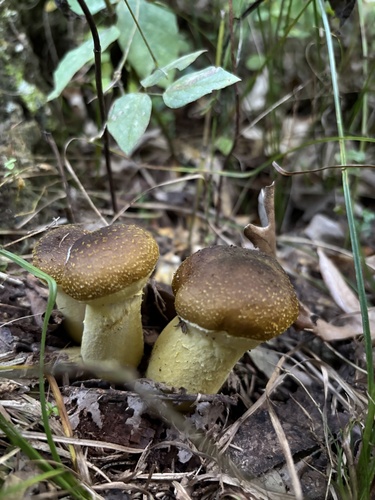 Honey Mushroom
