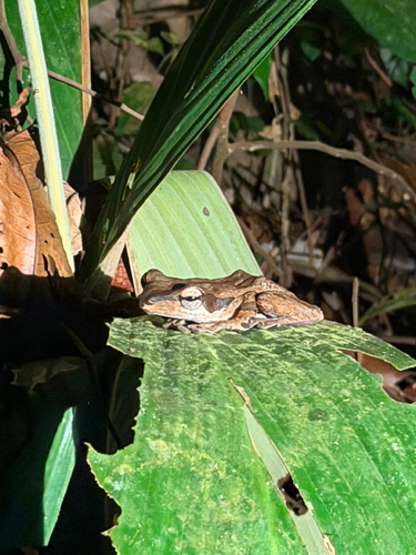 Polypedates macrotis, 2026-09-30
