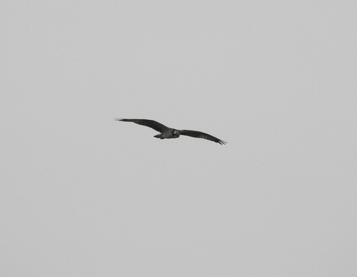 Eurasian Osprey