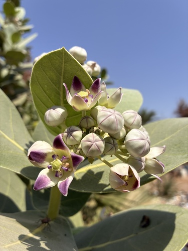 giant milkweed