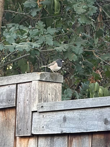 Dark-eyed Junco