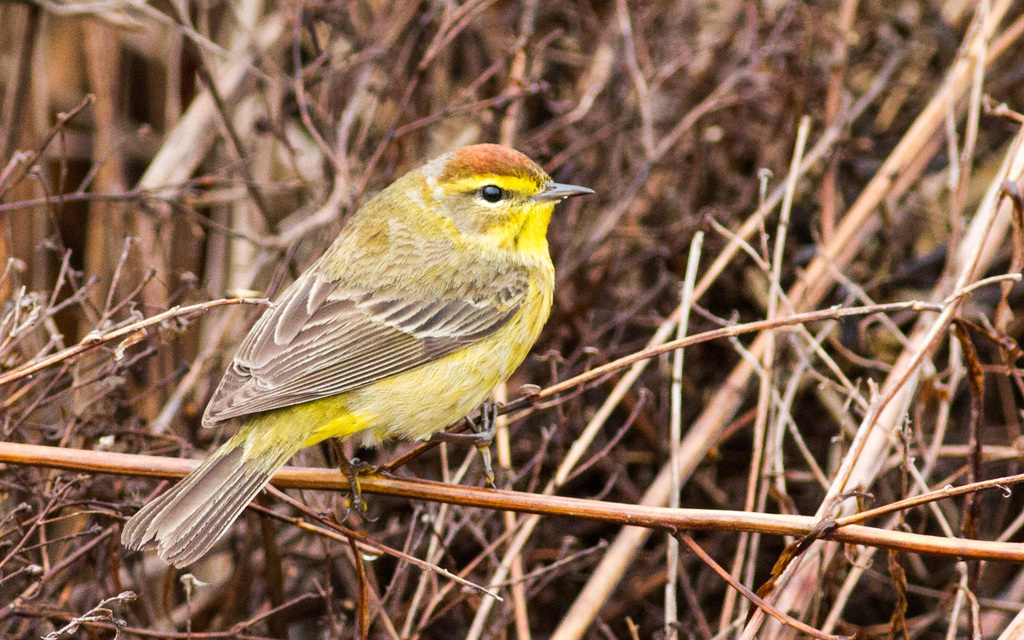 Palm Warbler