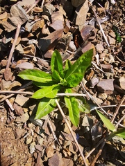Picris japonica kamtschatica