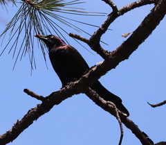 Quiscalus quiscula quiscula