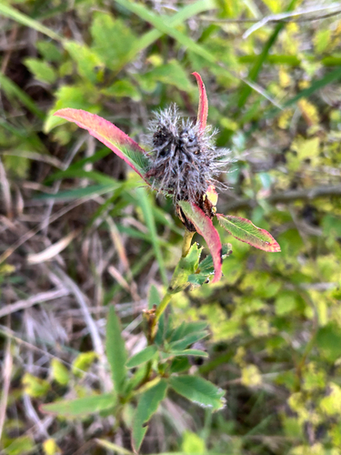 Trifolium rubens, 2026-09-29