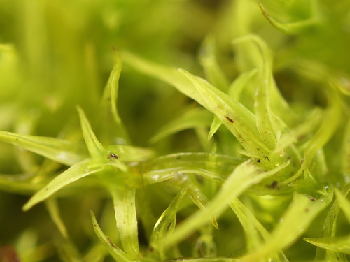 Vinealobryum vineale observed 2026-09-26