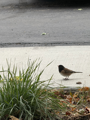 Dark-eyed Junco