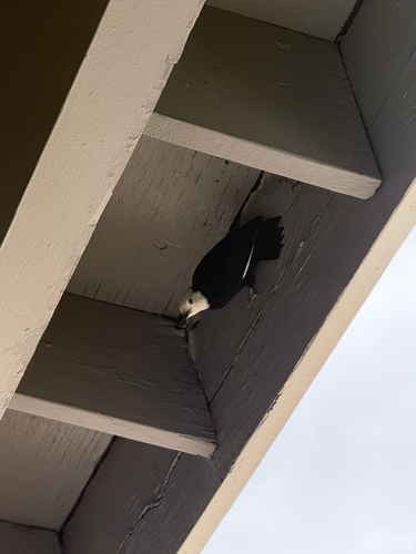 White-headed Woodpecker