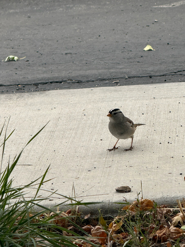 White-crowned Sparrow