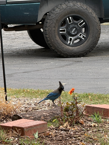 Steller's Jay